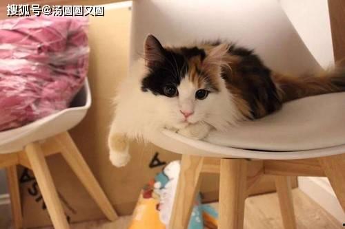 三花猫的两个老公娱乐吃瓜酱